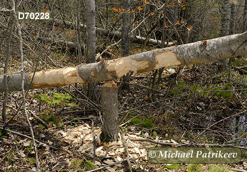 Castor canadensis